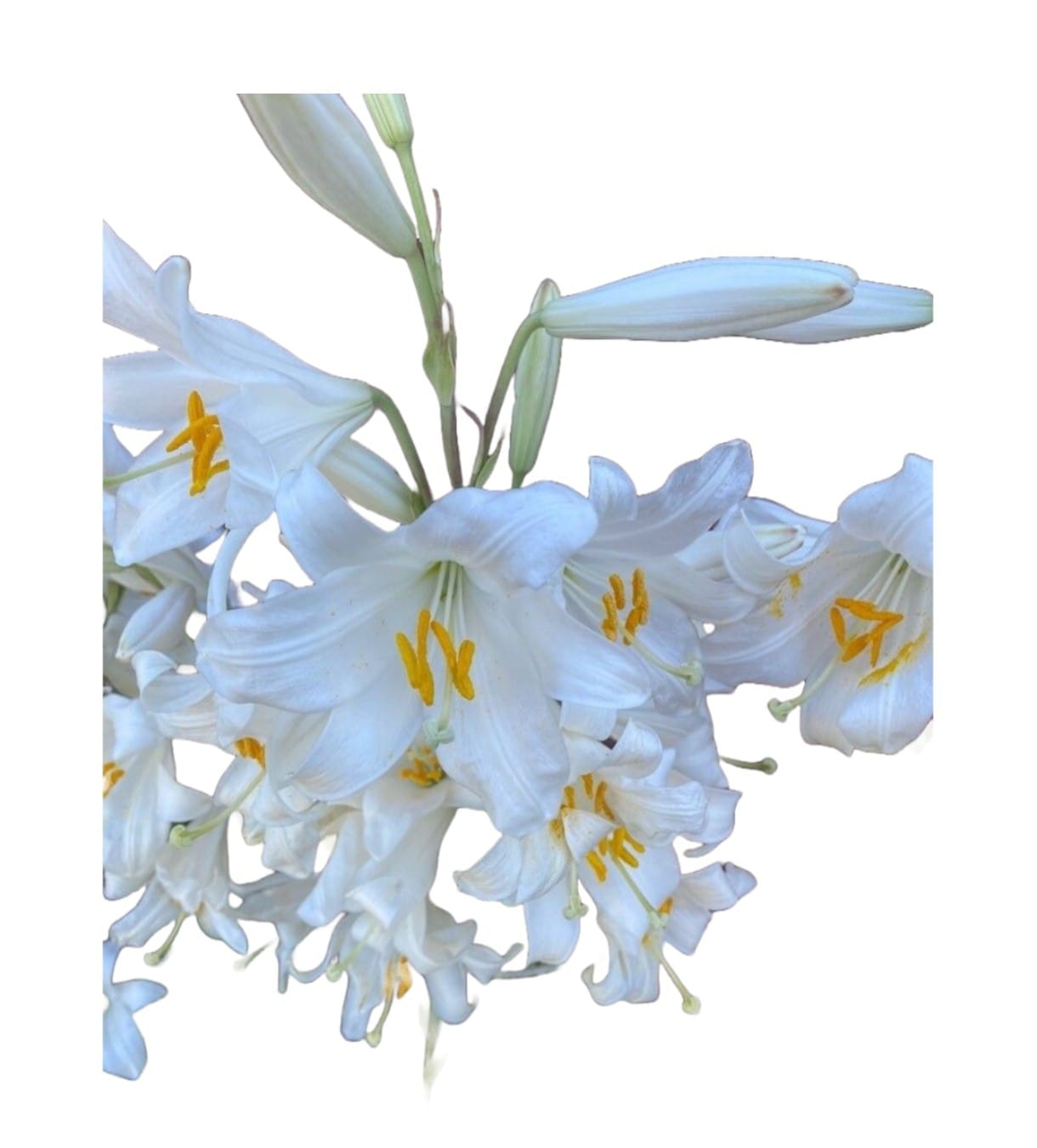 Rezerva de camera Zipper 210ml